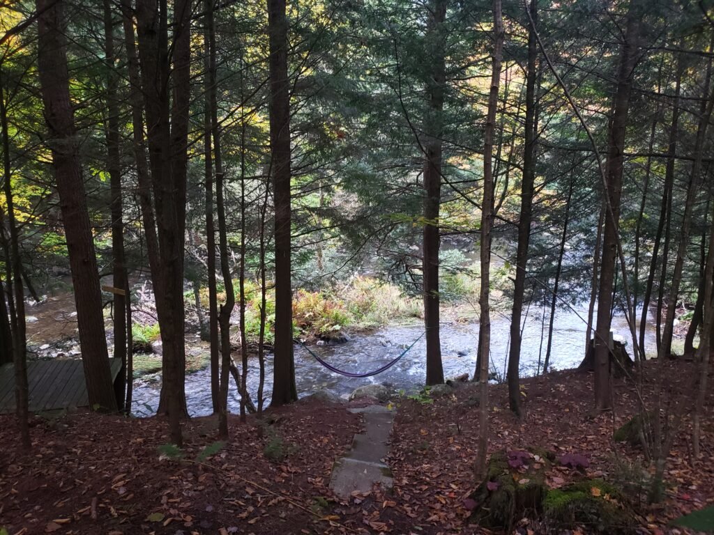 Picture of a forest.