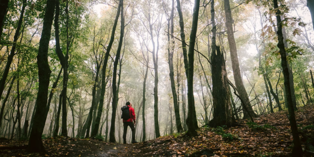 Photo of a man standing in the forest at Gault Reserve.