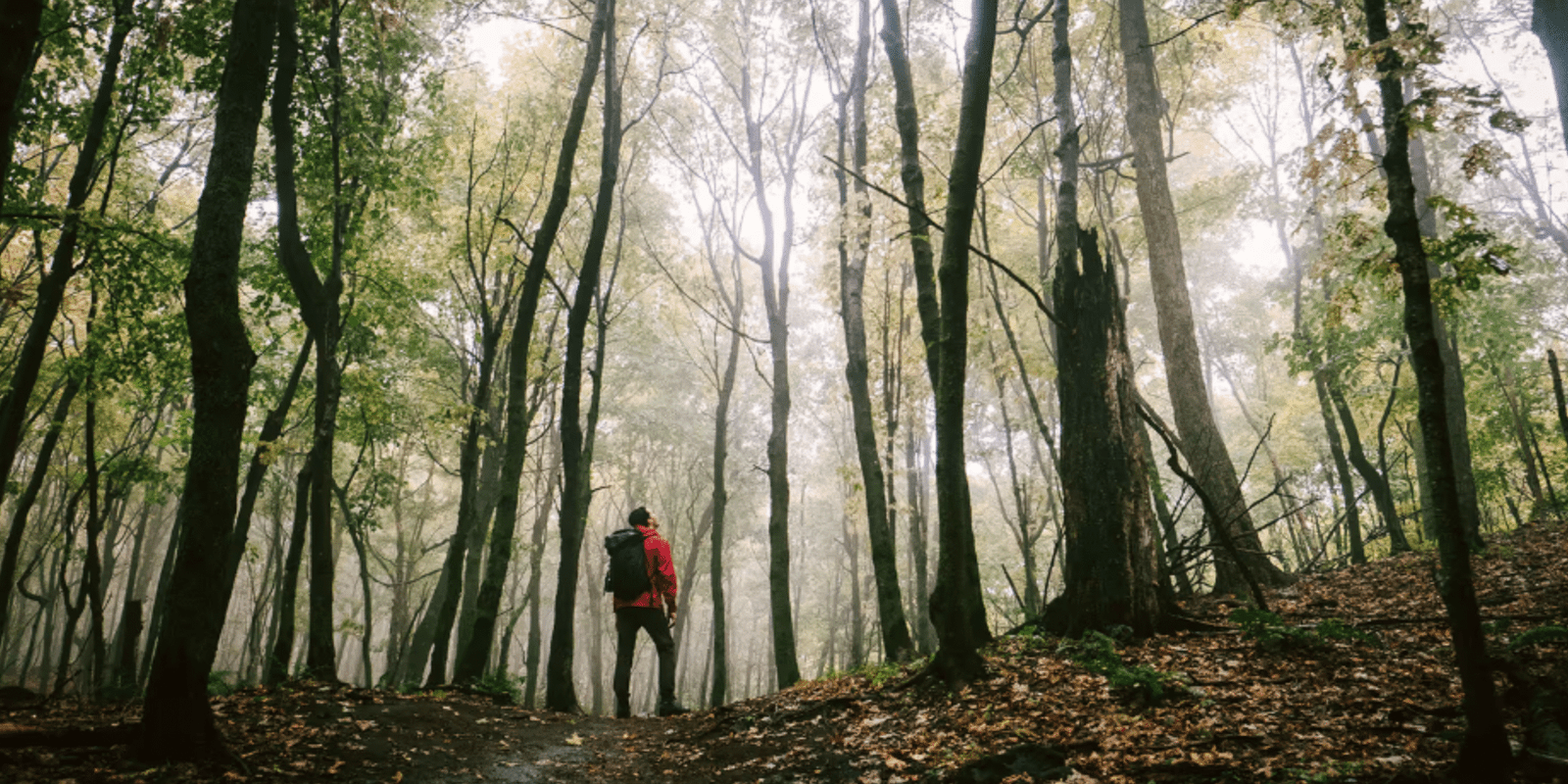 _Home – Mindfulness Outdoors