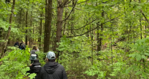 Picture of people walking into the forest for a nice walk.